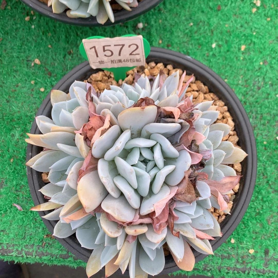 雪特老桩捧花带缀1572