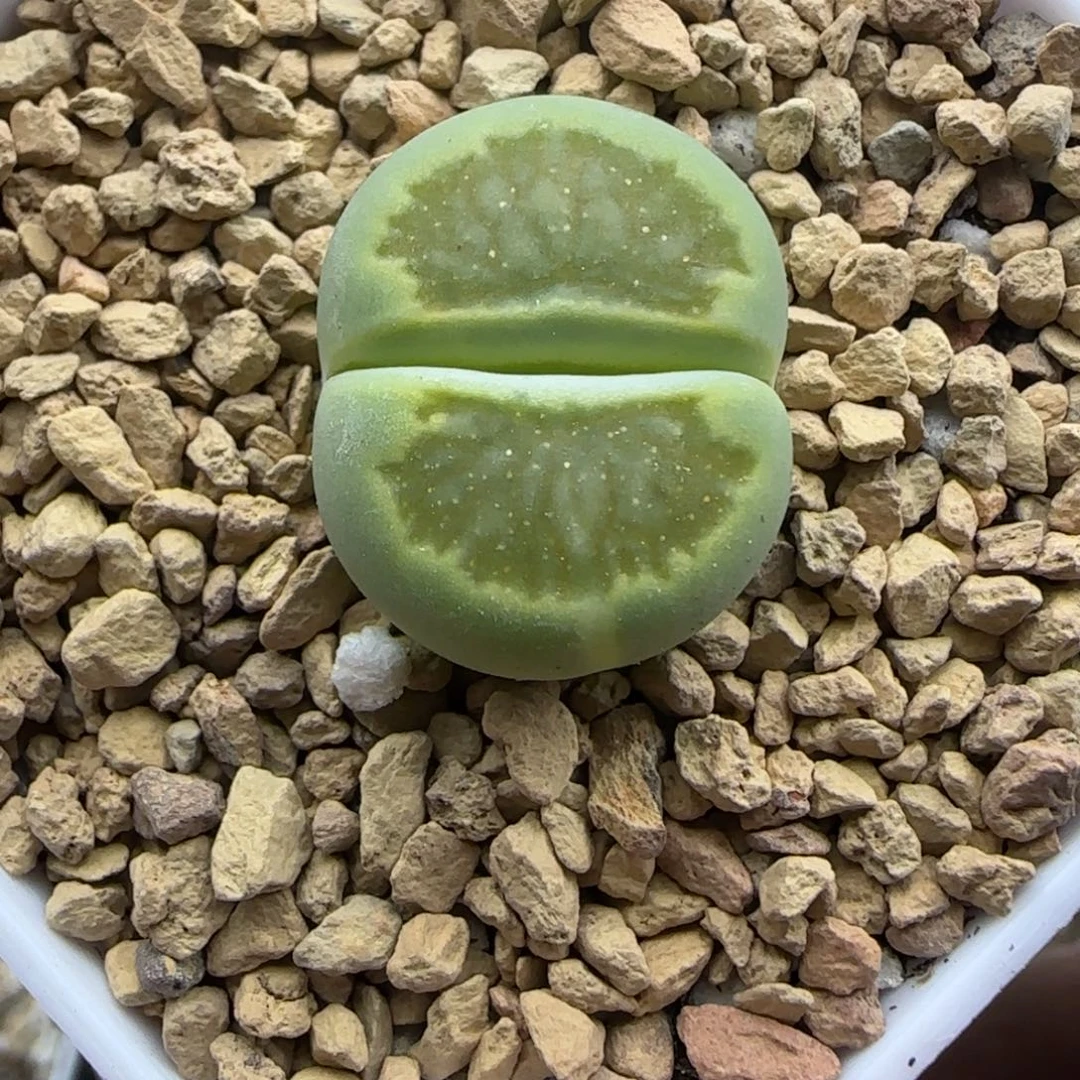 291 生石花大棚直播