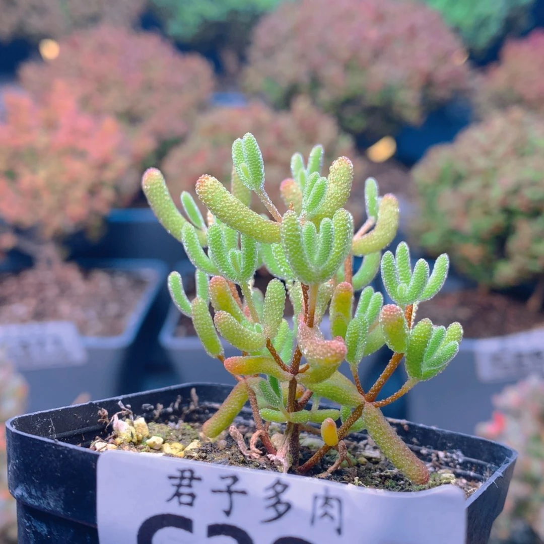 c281冰糖枝干番杏