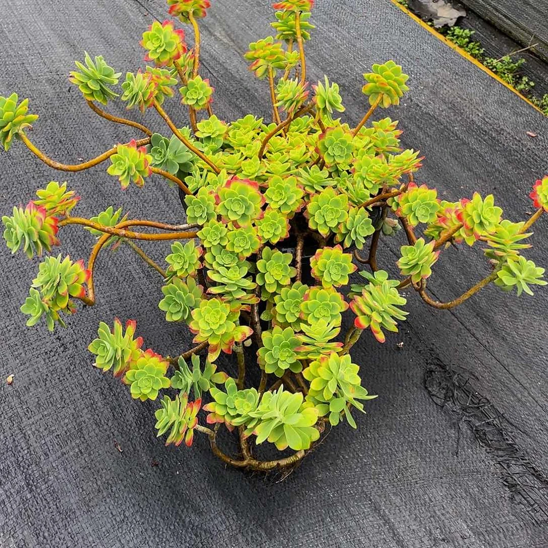 薄化妆多肉植物群3541