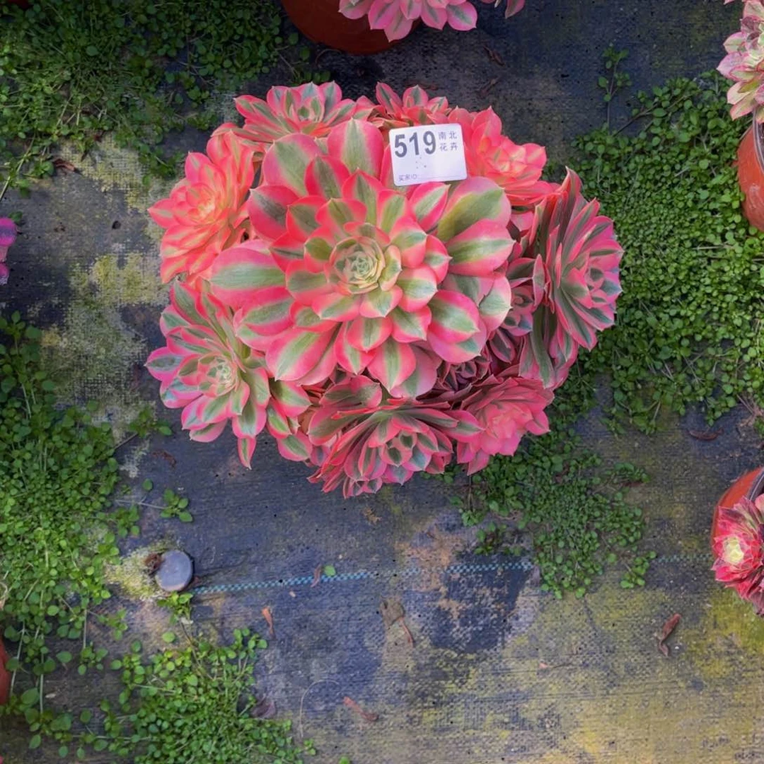 多肉女巫0000000519