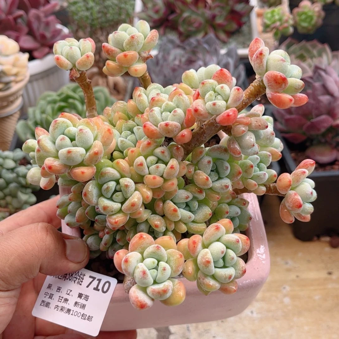 710绮罗德华多肉