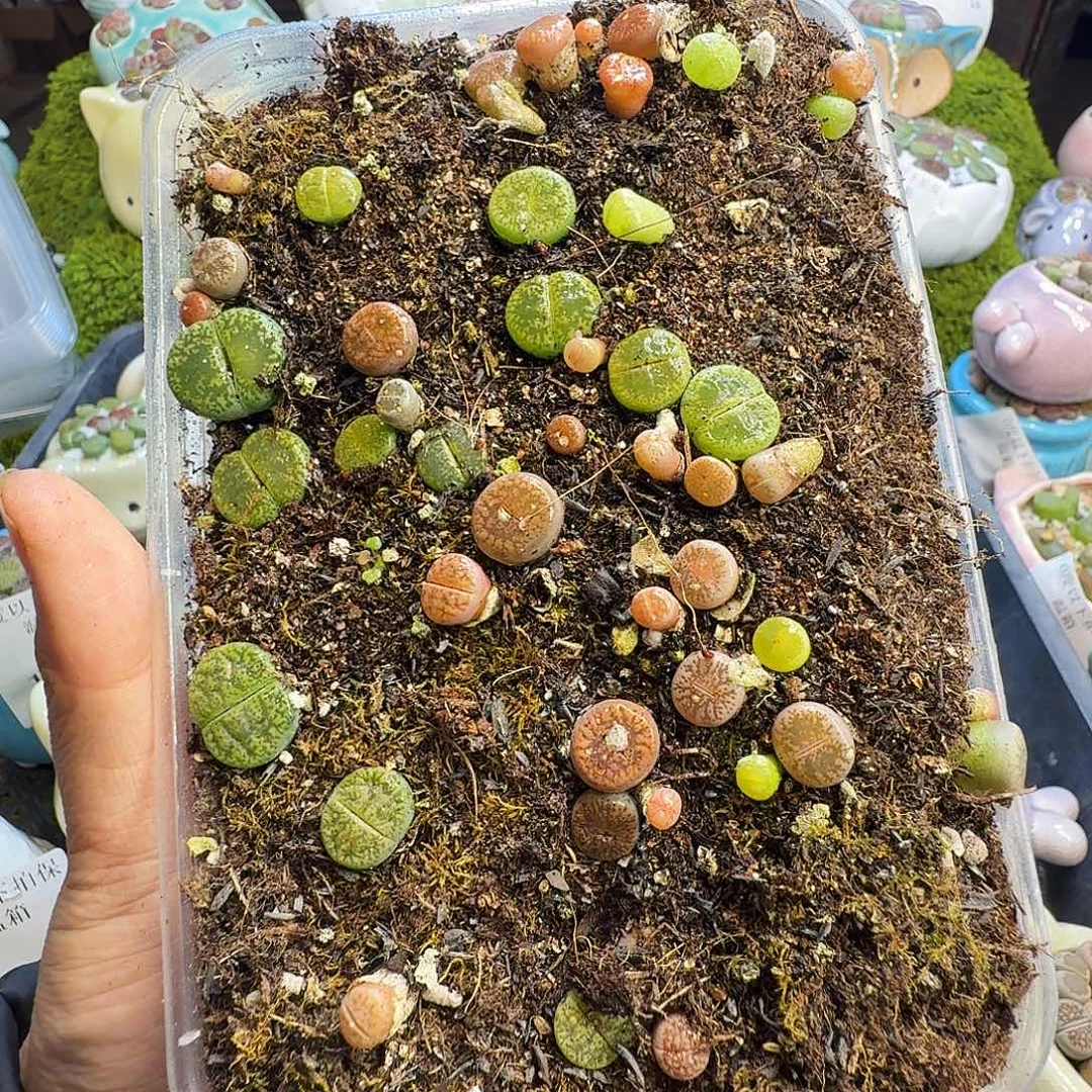 多肉植物福利冲1228