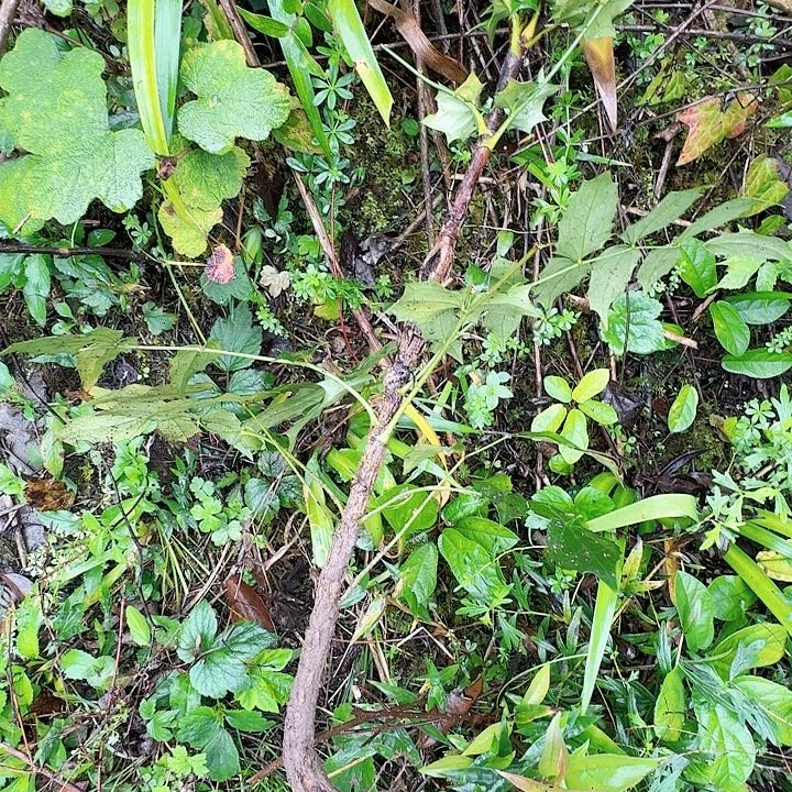 岁***然无花朵野生刺黄莲一颗