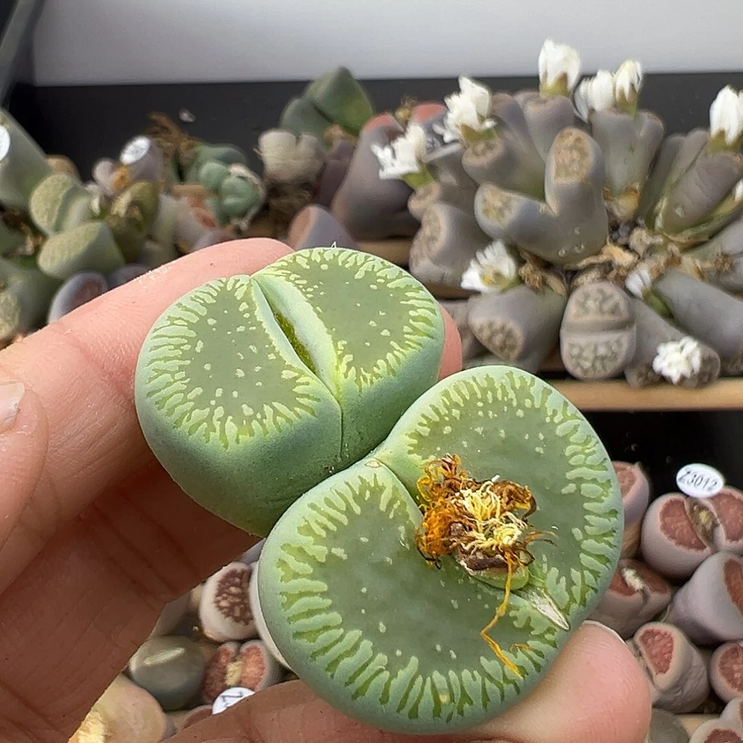 3054 生石花清货有伤长腿不售后