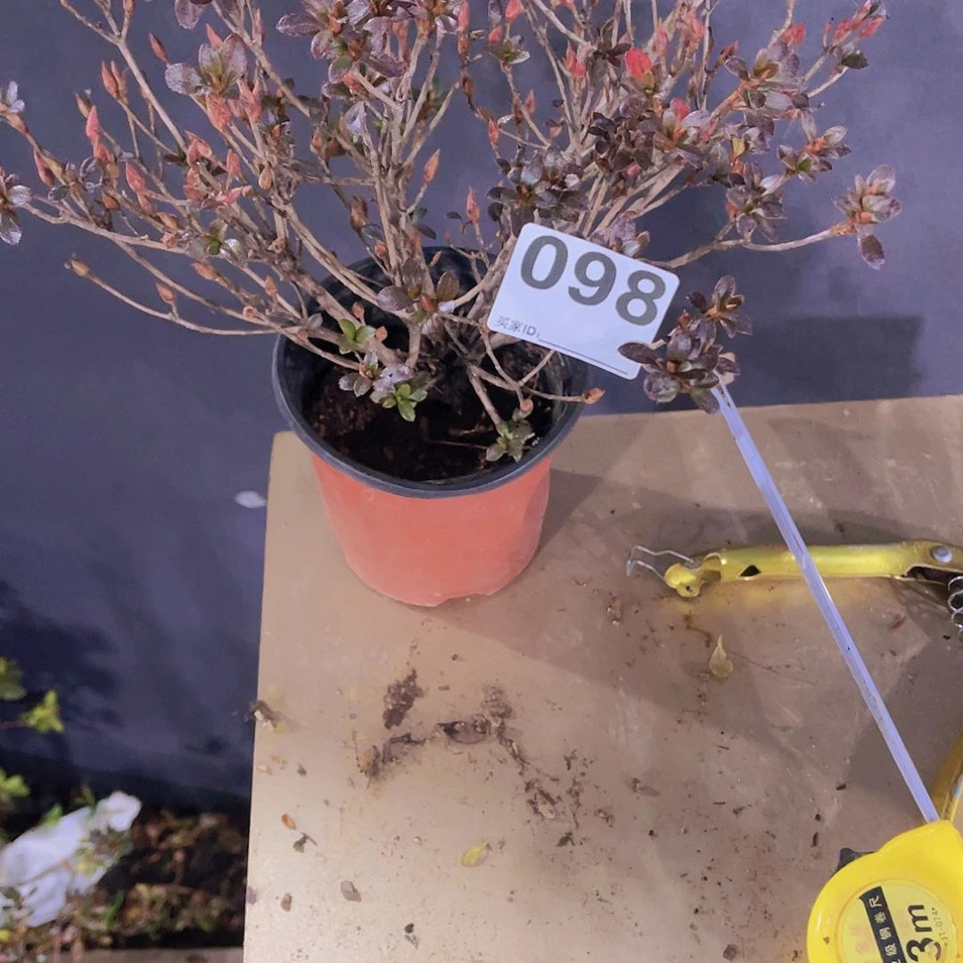 红陶直播时间一定一定