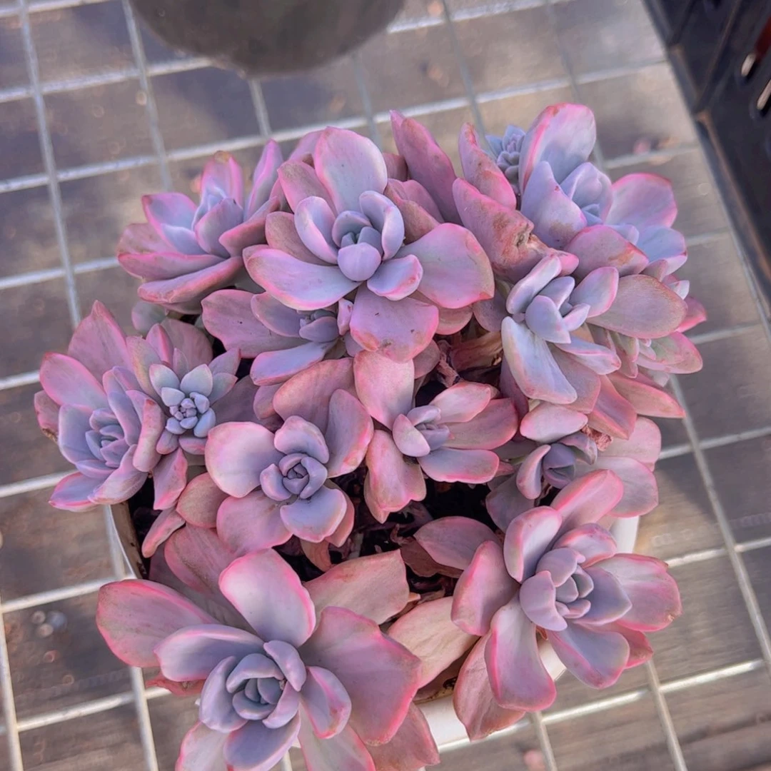 理查德夫人整装整群