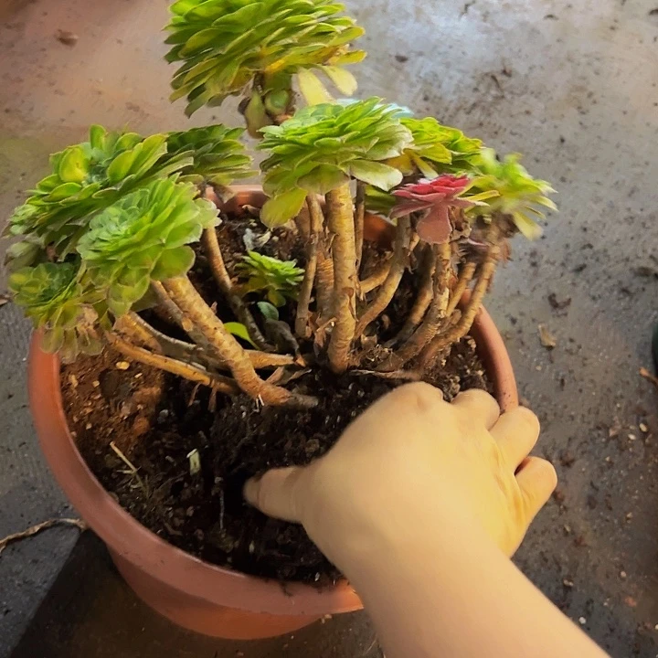 哈哈多肉葡萄福利5323个