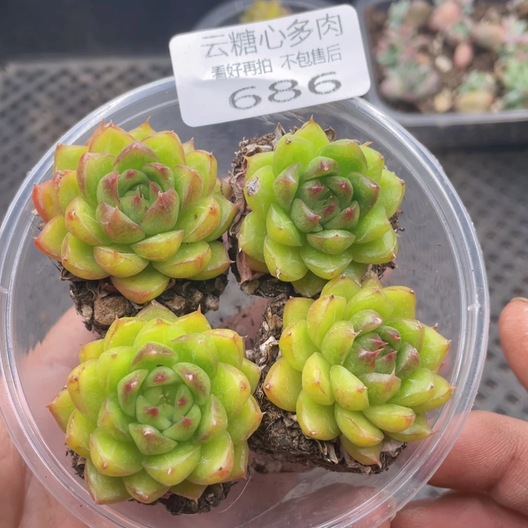 云糖心多肉植物686