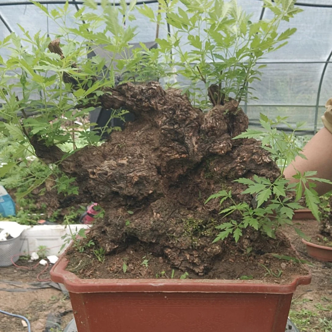 盆***者当前无花栽培后可以开花