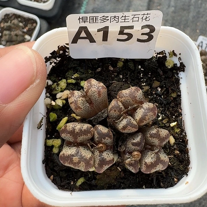 153多肉植物多肉植物