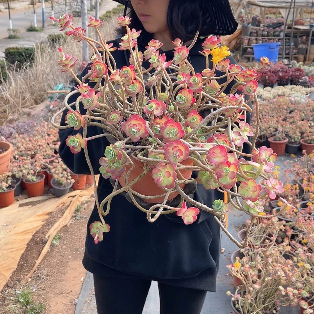 圆叶薄化妆15.8米 量拍多肉