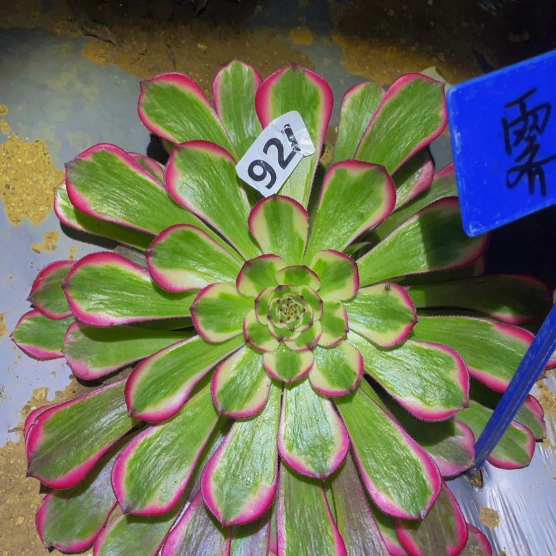 霁月多肉植物多肉植物921