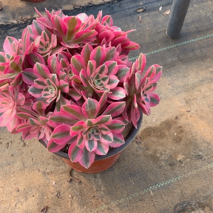 655分女法师多肉断枝不售后