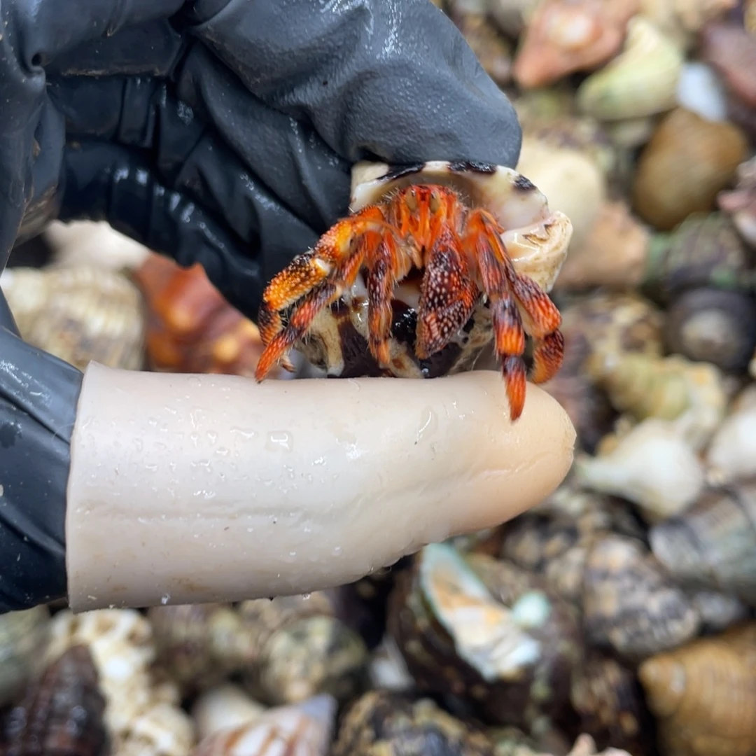 不退不换活体宠物312