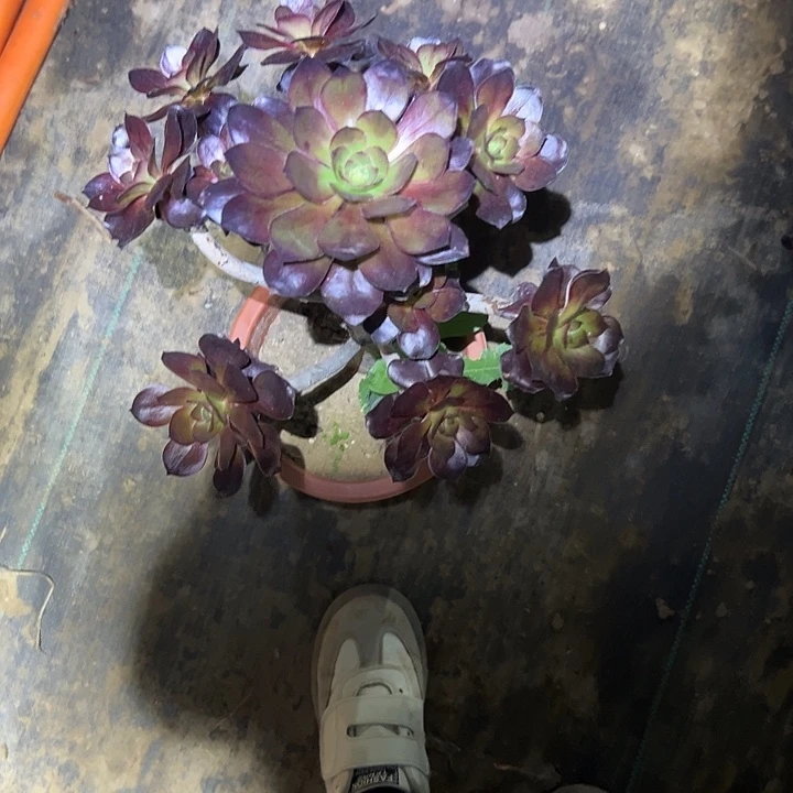 多肉法师一物一拍146