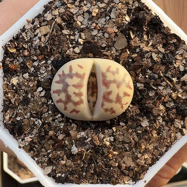 生石花11111。    278