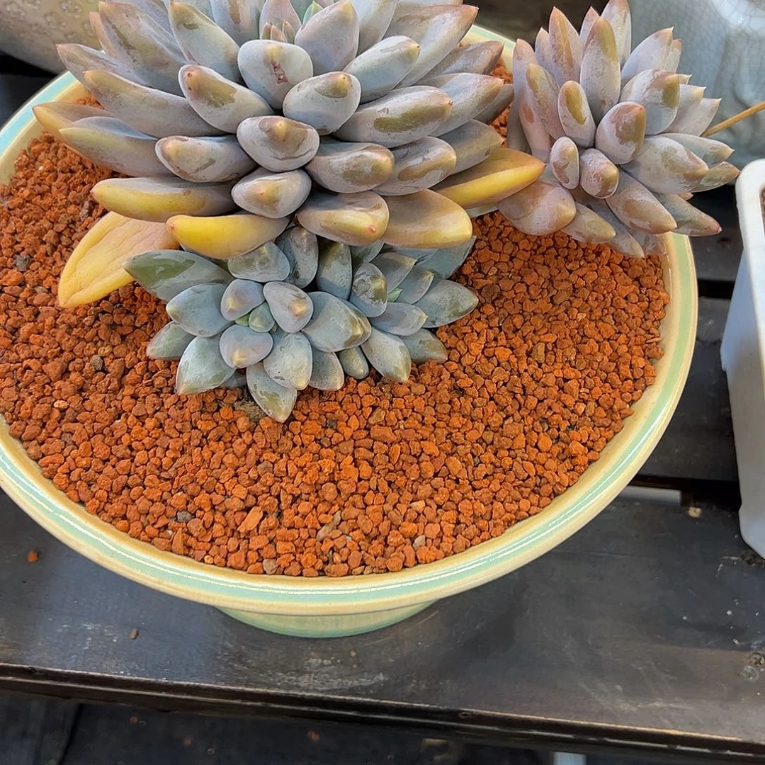 L***4黄胖体哥特一颗肉肉看看