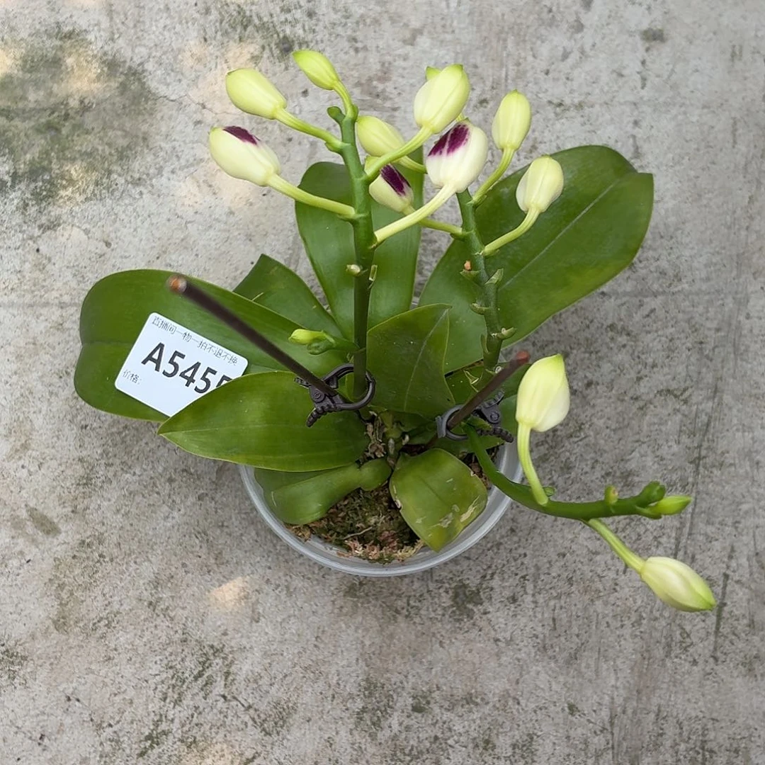 当前无花朵，栽培后可花朵A5455紫玫瑰交雅风哥哥花苞