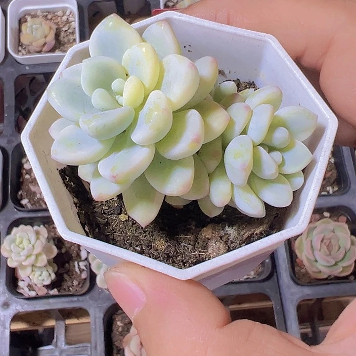劳尔锦精品多肉植物大战
