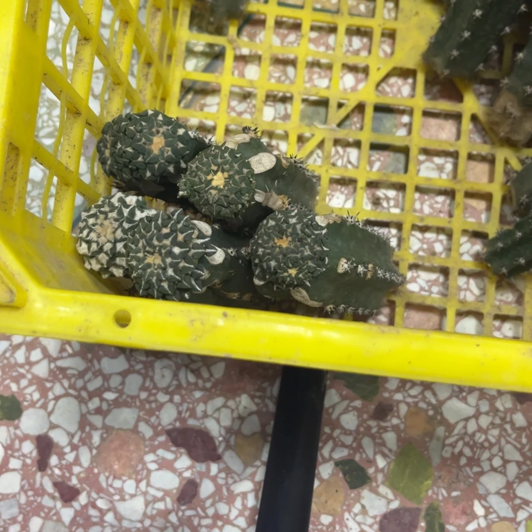 5颗姬仙人球一起福利出