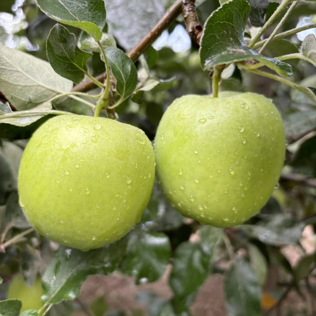 2025年头茬华硕新鲜现摘青苹果酸甜可口适合孕妇的时令水果