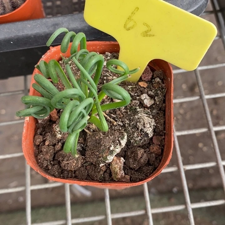 伯克利和格蕾纳等著名音乐家