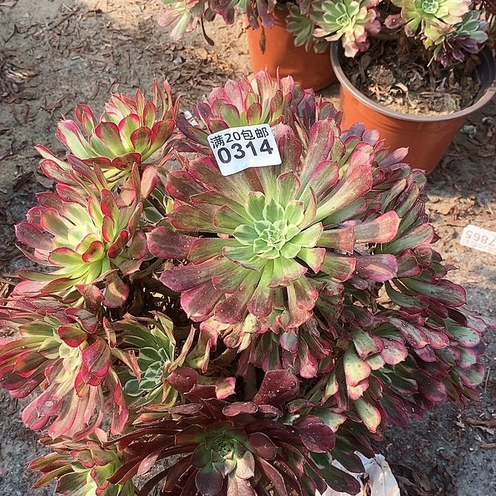 0314 一颗同花顺