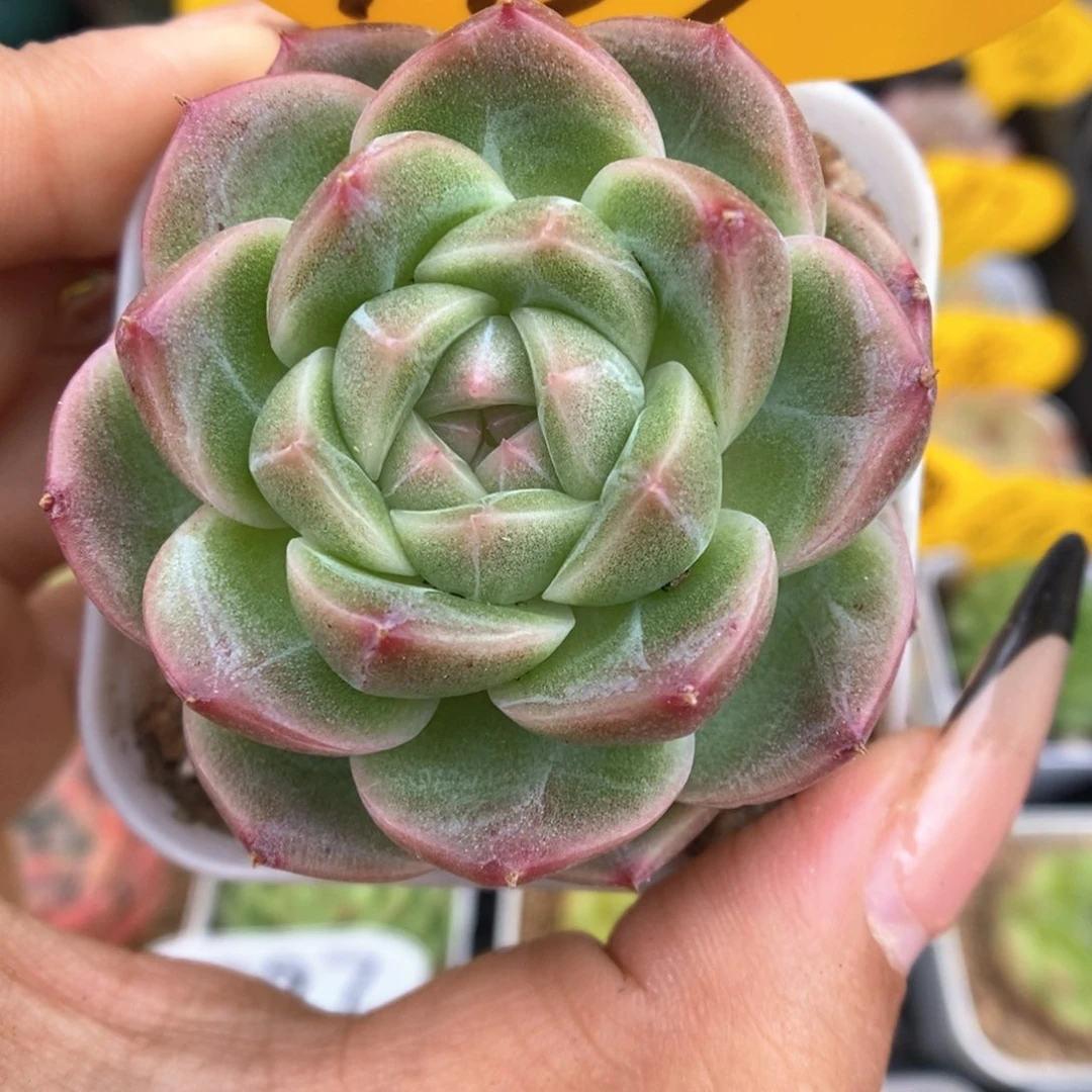 油透暗纹珍妮969号