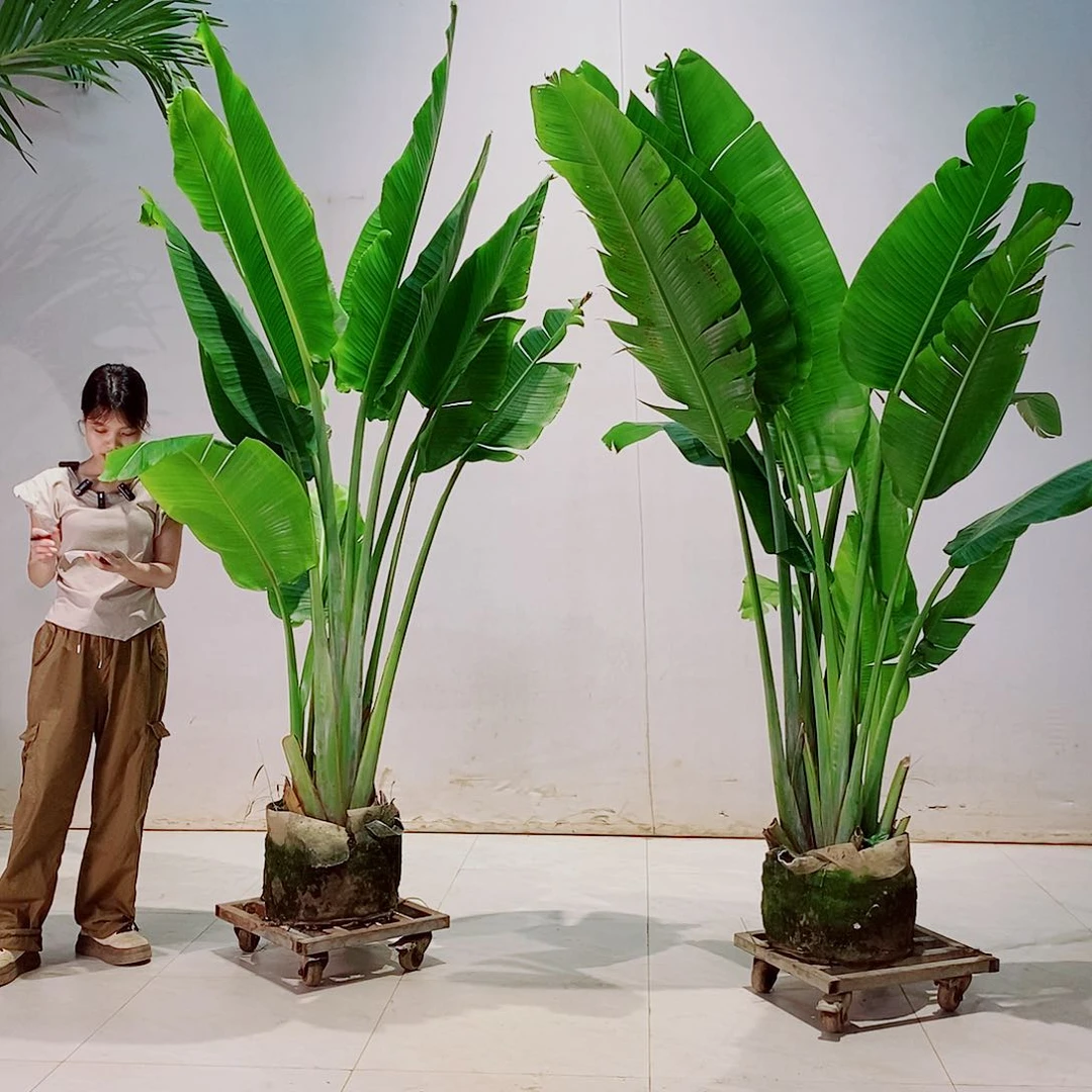 无花朵应*12557888888888