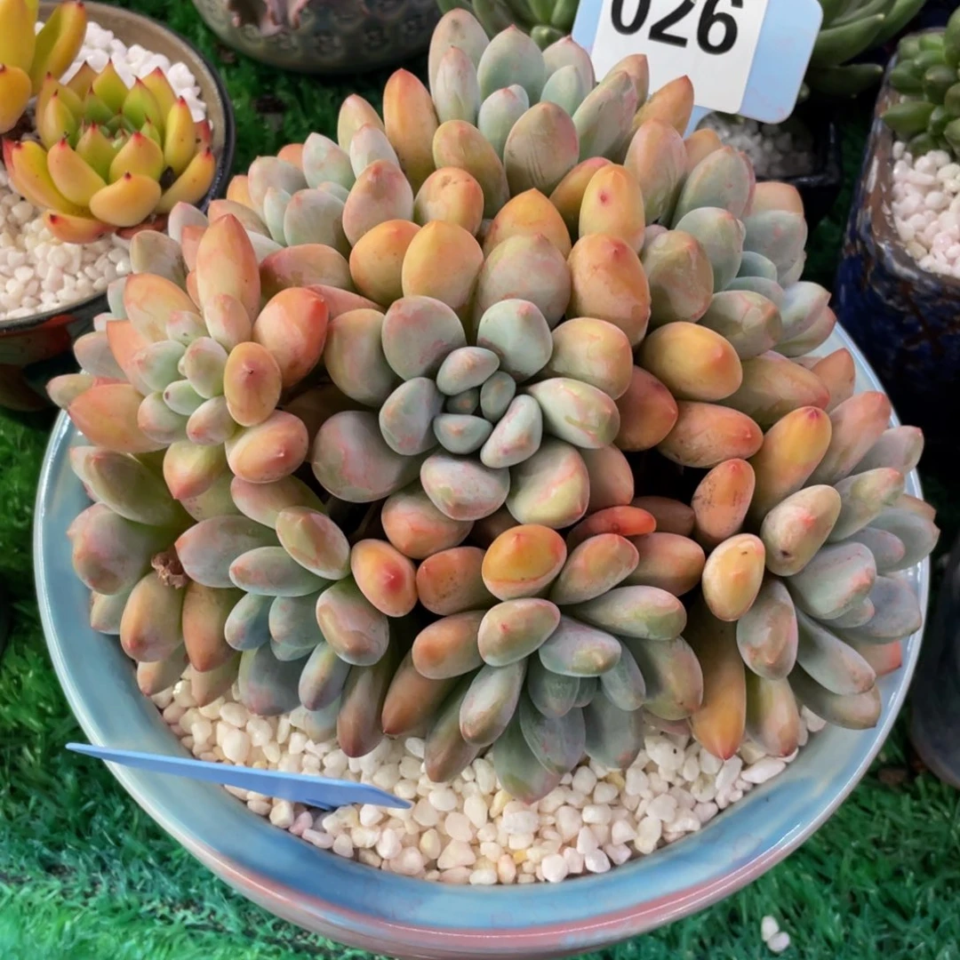 香水多肉植物盆栽多肉