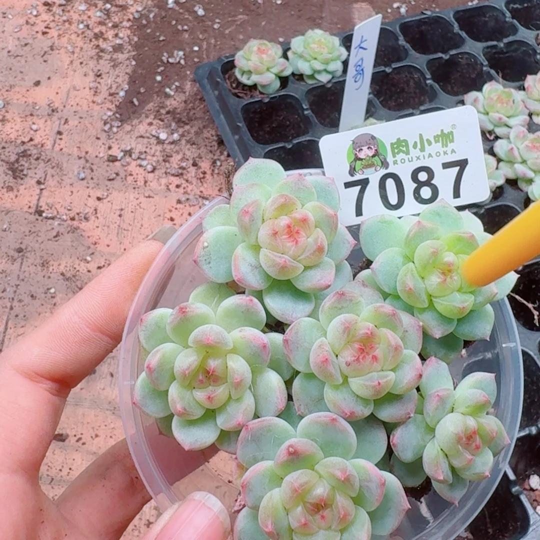 续***诗多肉植物多肉植物