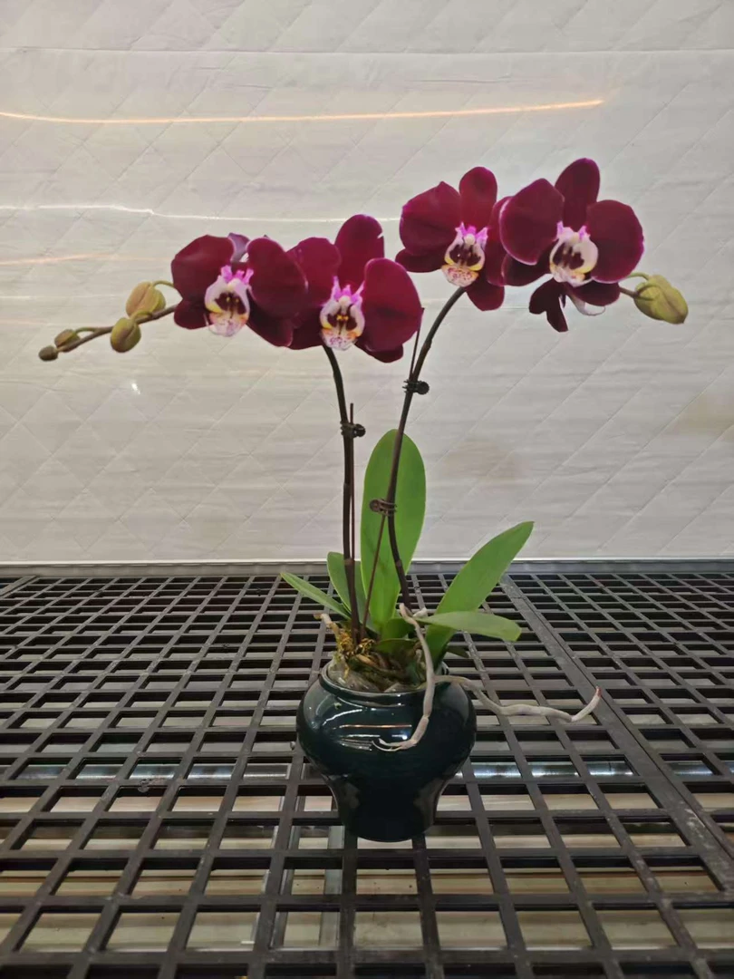 高品粉色蝴蝶兰【幻影】带花剑带花苞四季开花室内好养盆栽