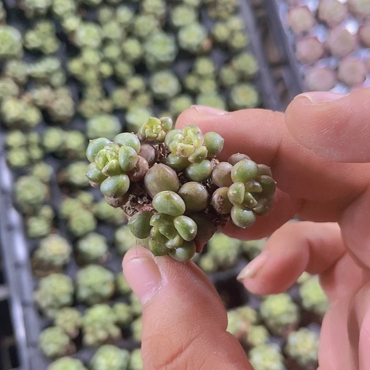 葡萄精品多肉量拍