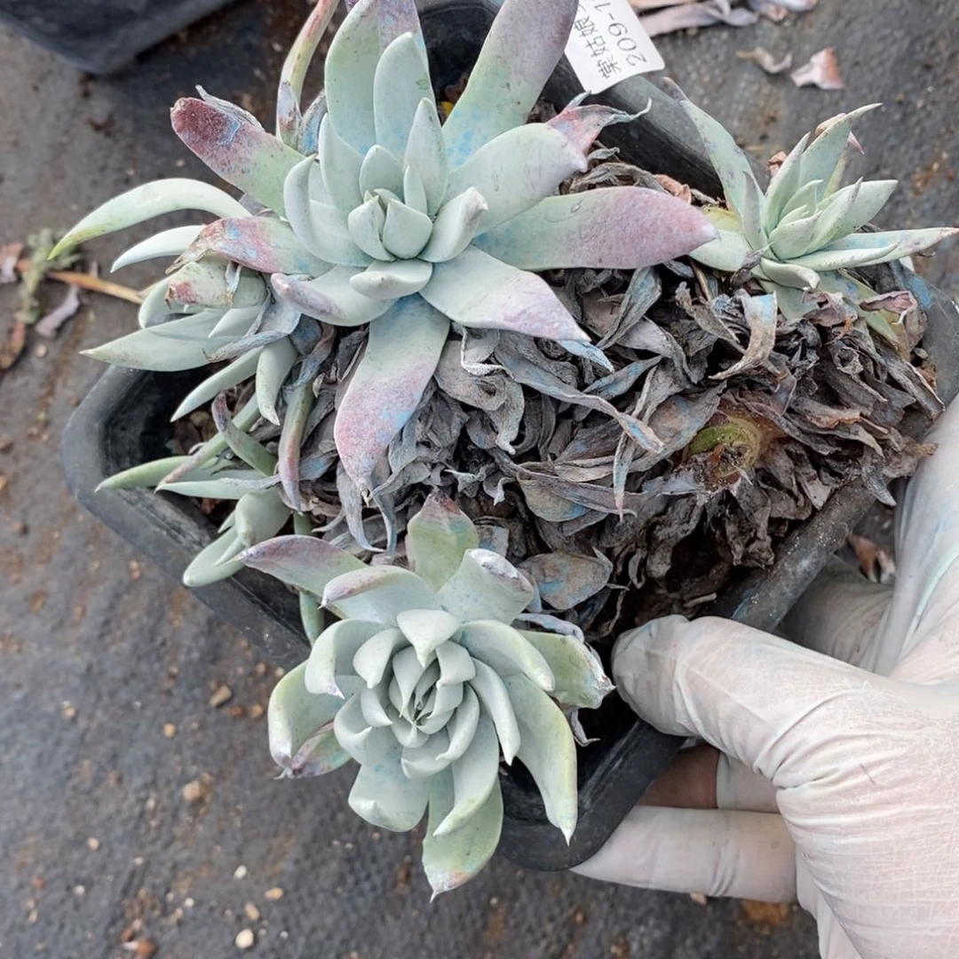 128号苹果叶瑕疵瑕疵