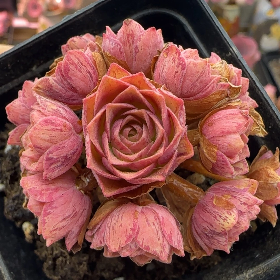 L256半城玫瑰橄榄黄帕（新品）