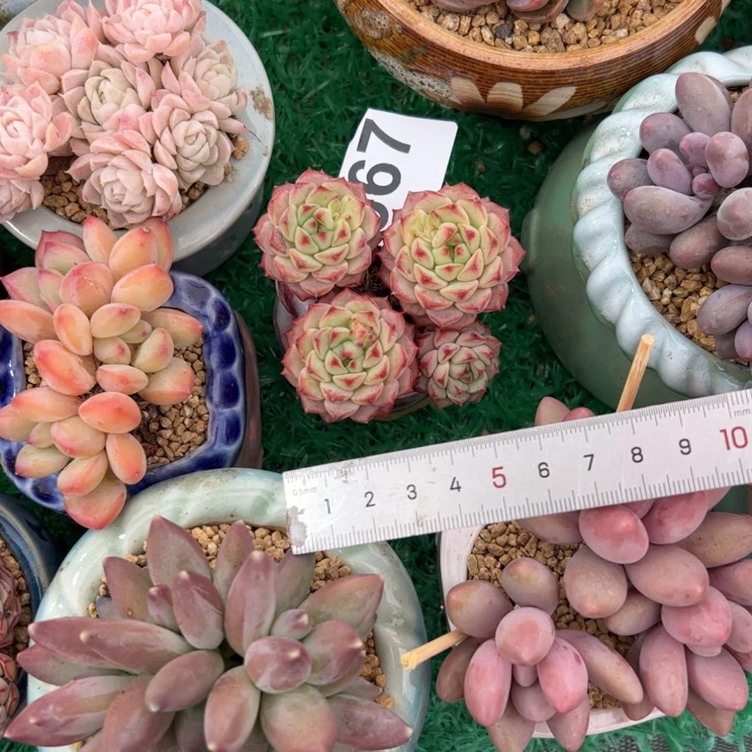廖**辰667 多肉植物组合盆栽