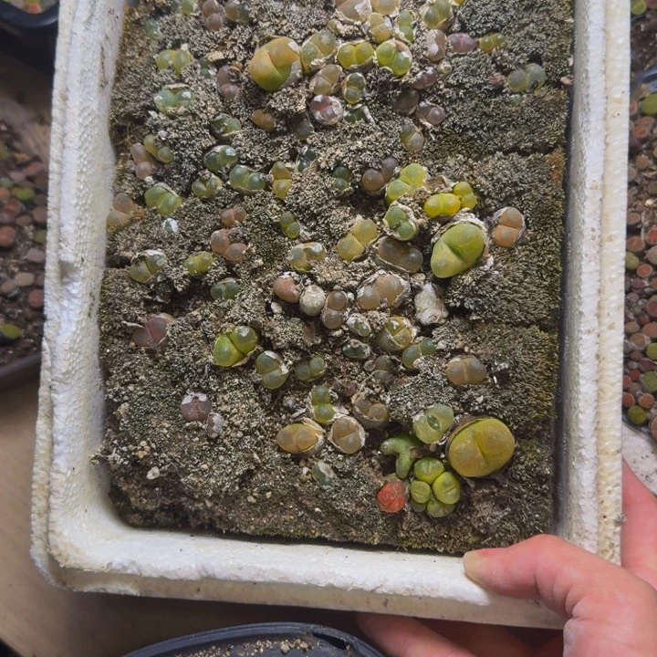 佳***辉多肉植物的生长发育32