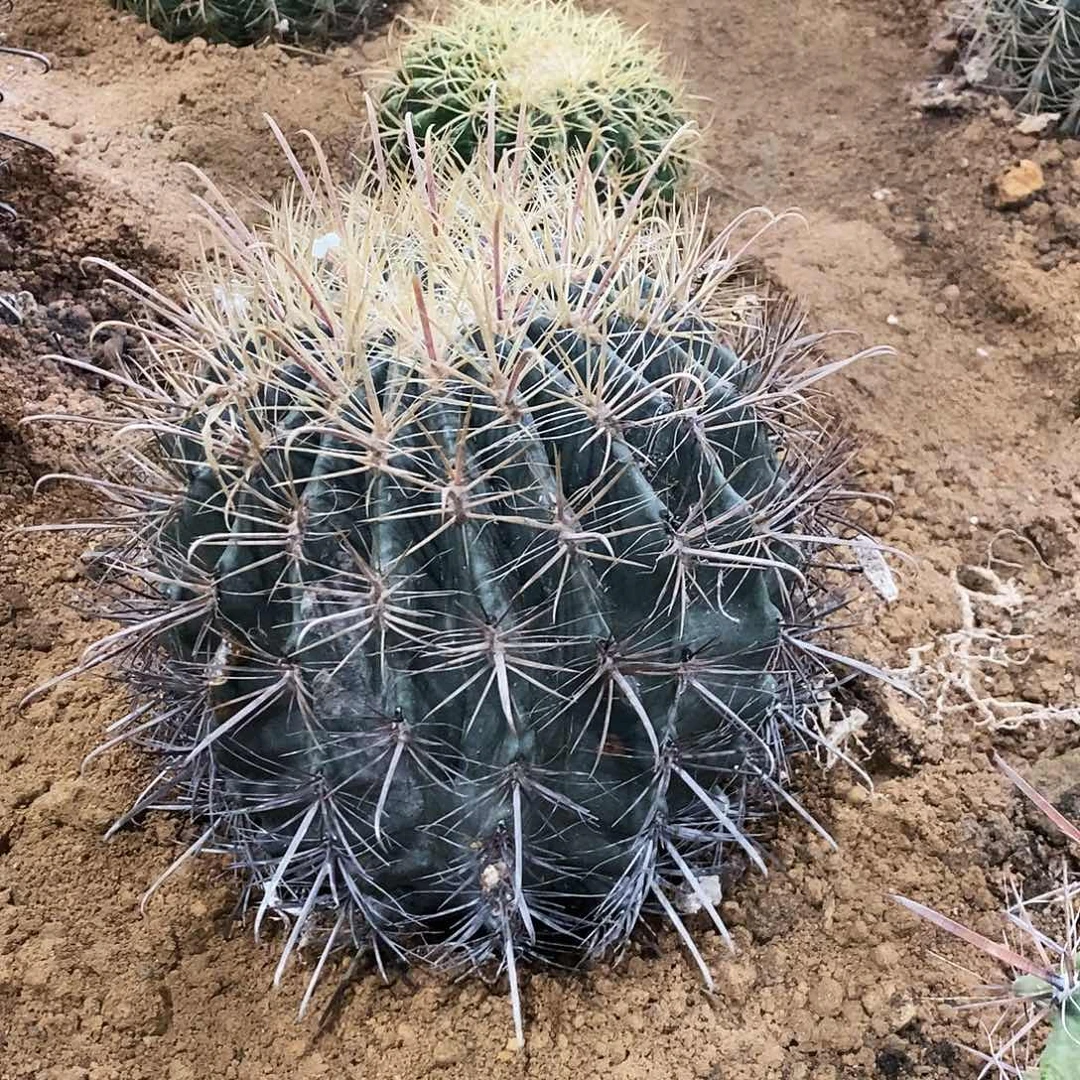 三****神仙玉1397。