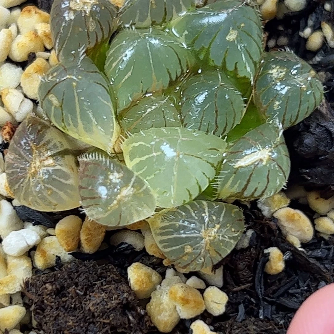 蓝镜锦十二卷多肉植物满
