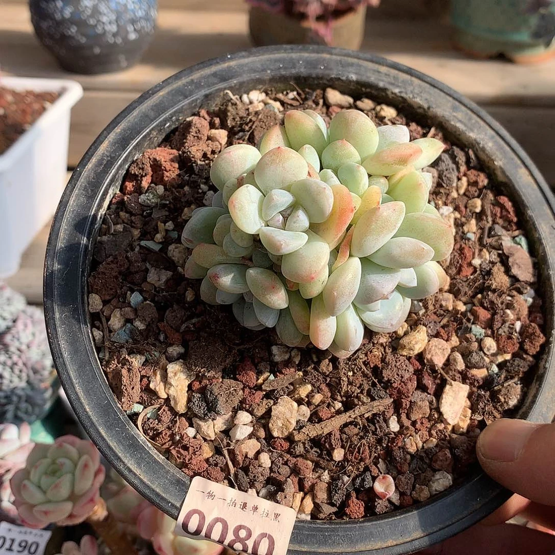 0080冰玉多肉一颗7厘米