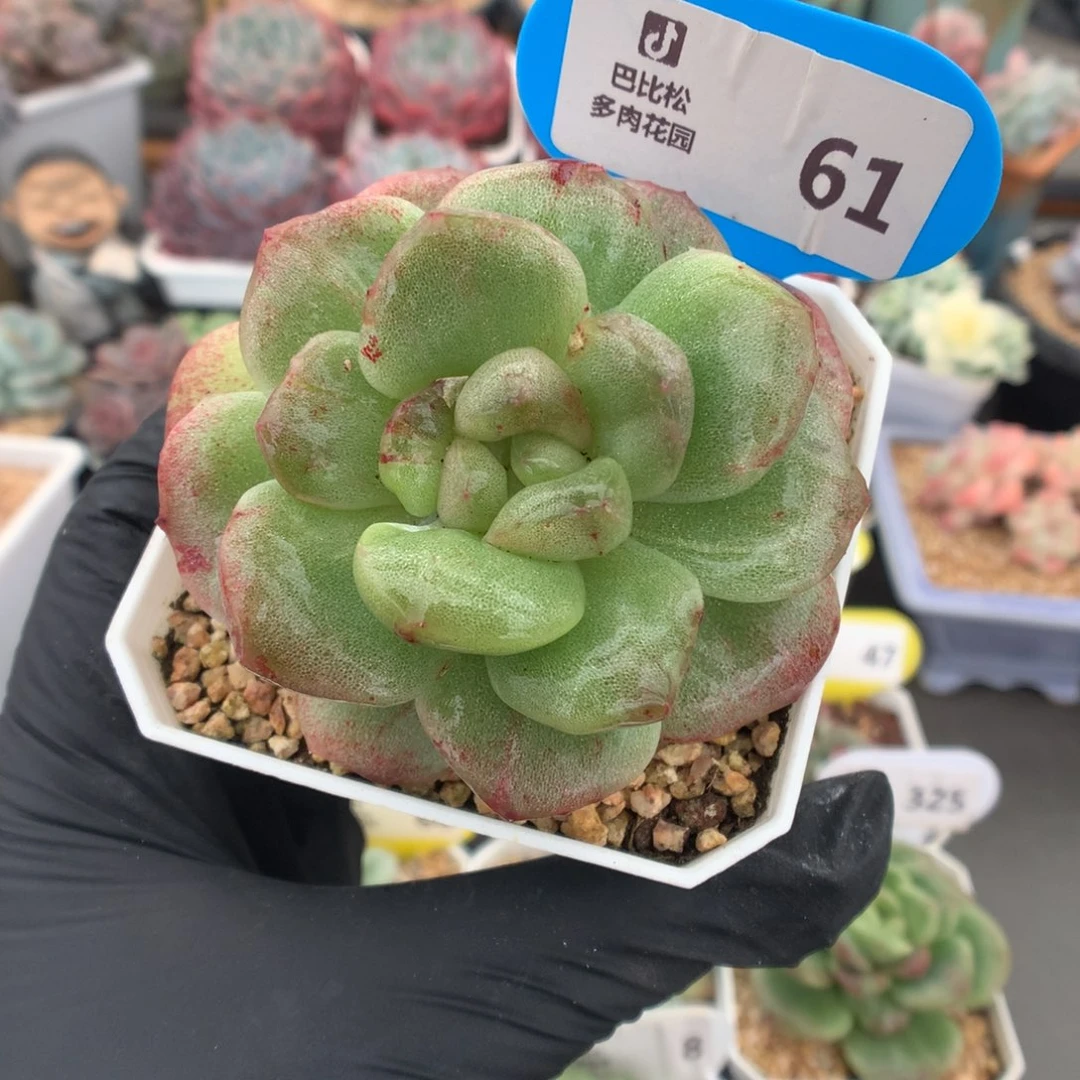 61 冰玉石化多肉多肉