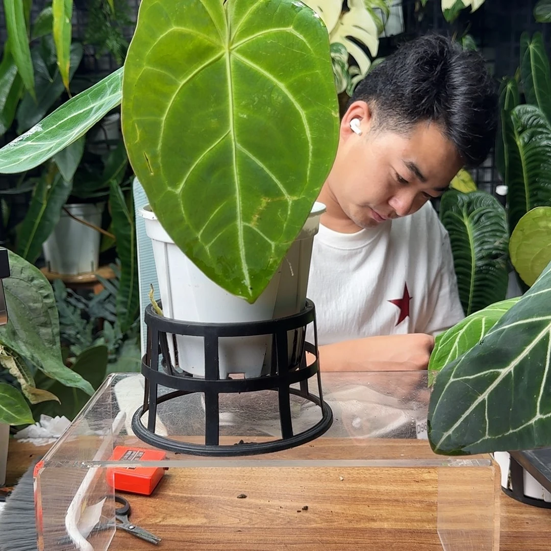 无花朵一物一拍D803 叶损无售后