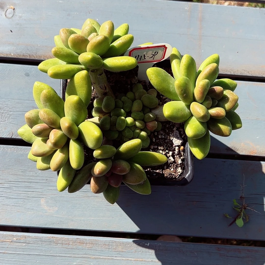 迷***肉1115-29精控芒果奶