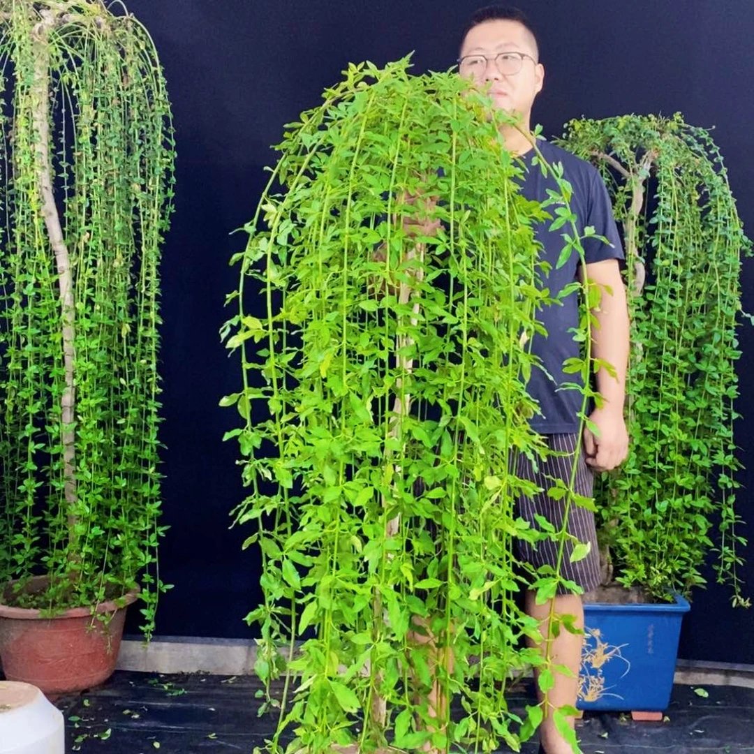 探春花，一物一拍，
