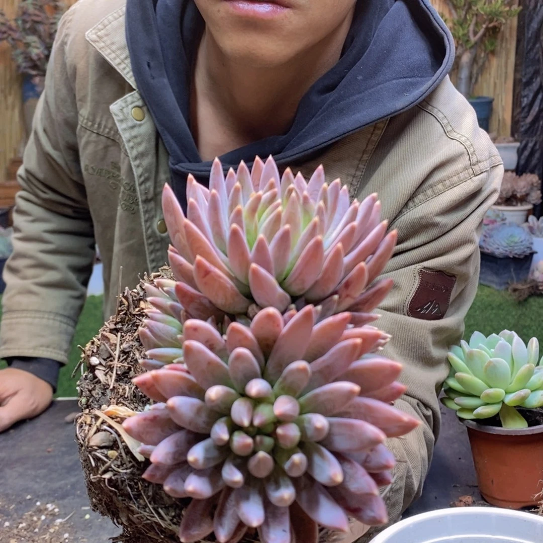 舍*F200号炫彩星多肉