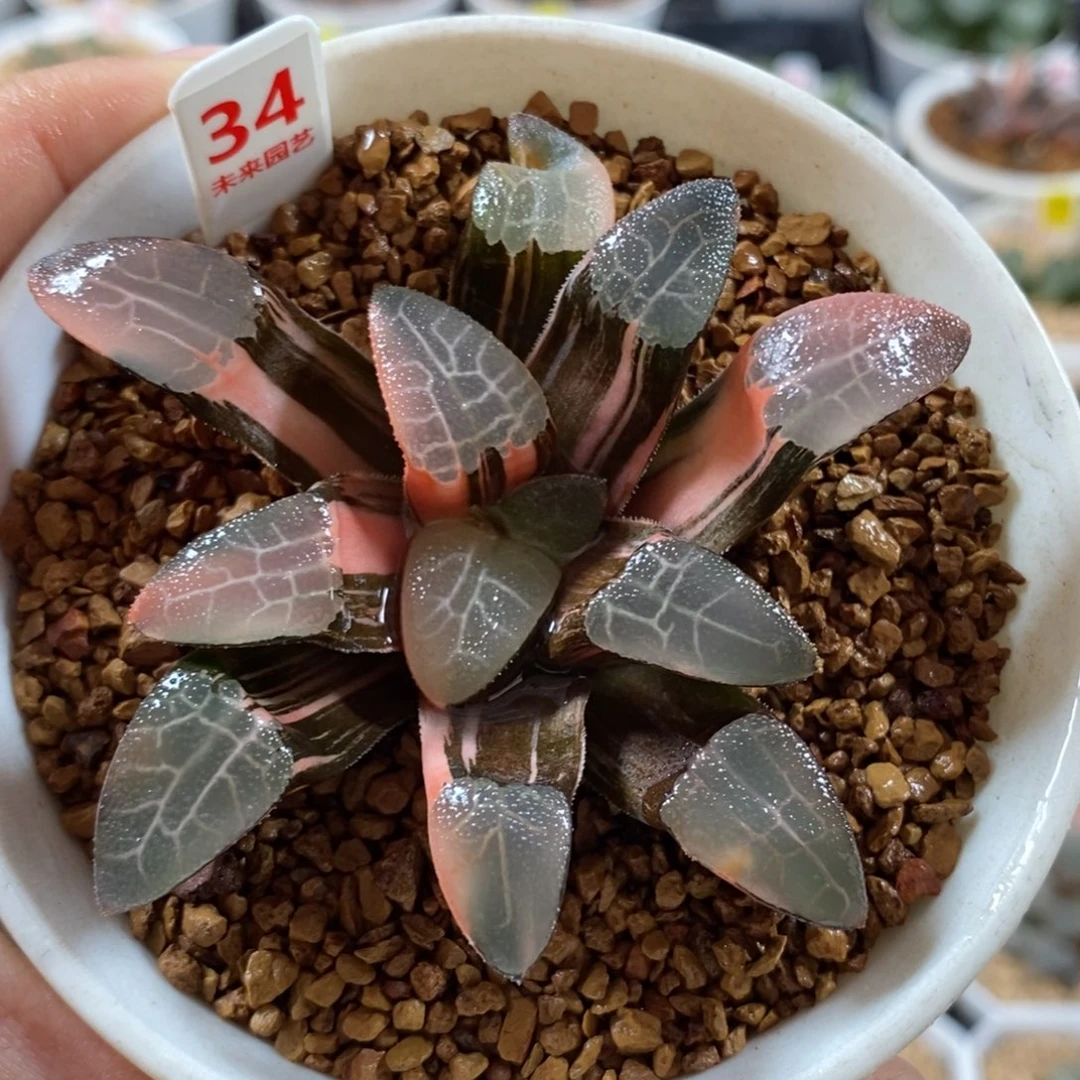 34网纹克锦一图一物