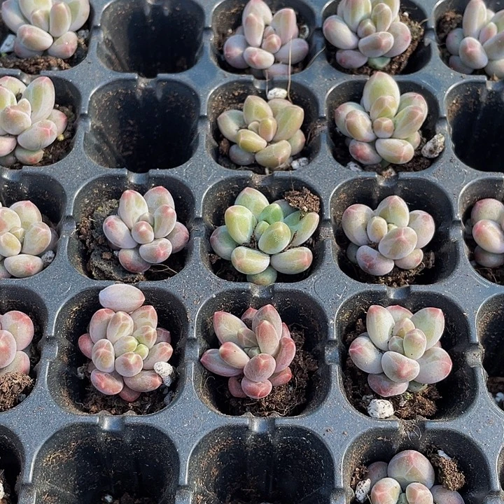 小咖啡豆1元带土发货