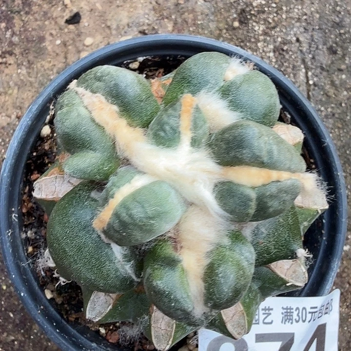 无花朵274猪蹄蛋蛋东七