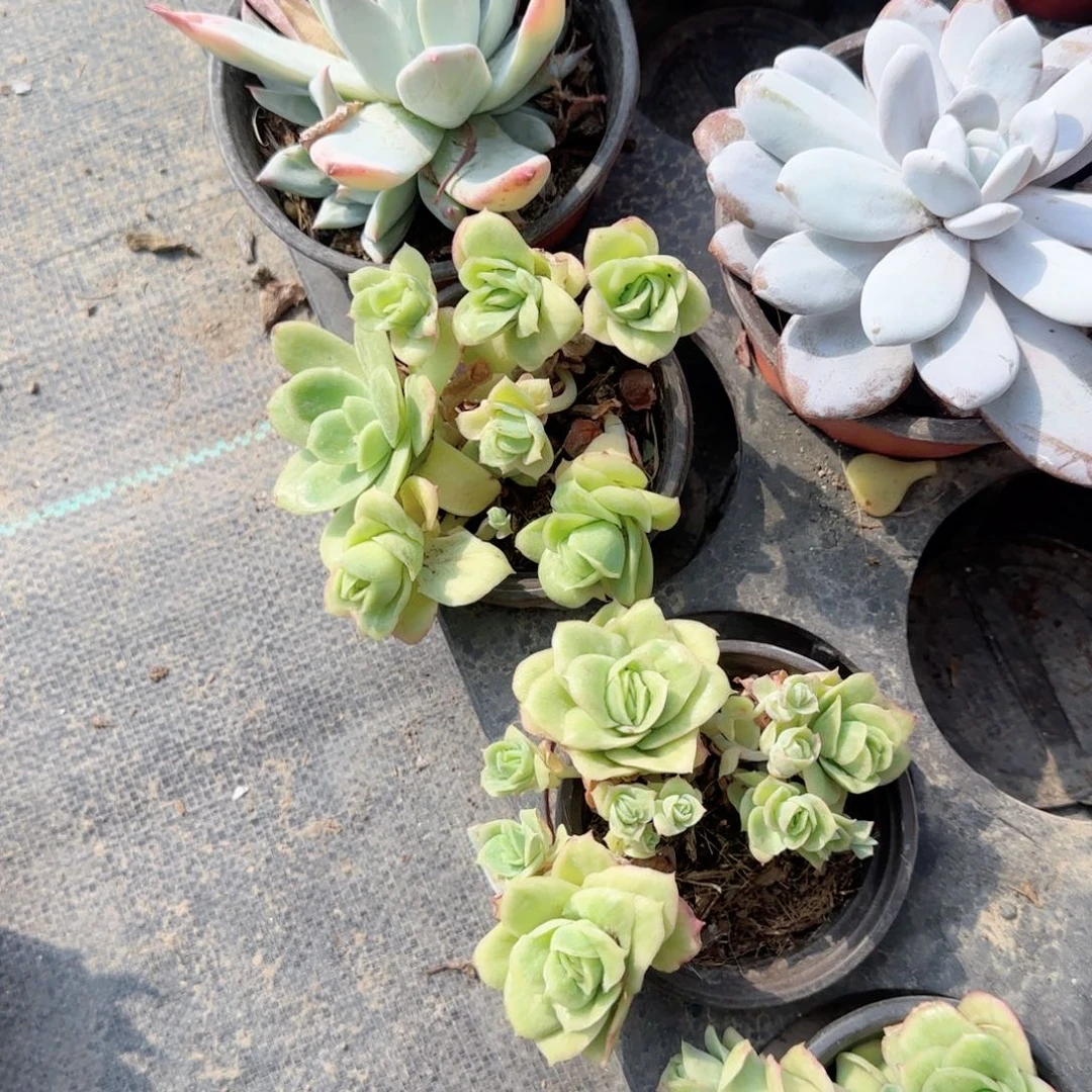 无花朵90冰玫瑰特价无售后